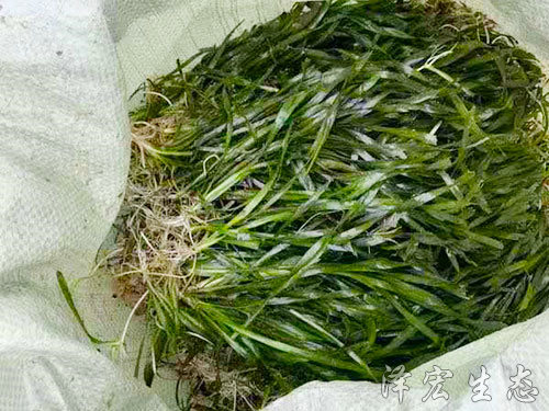 矮型苦草 (2) 矮型苦草 (2)